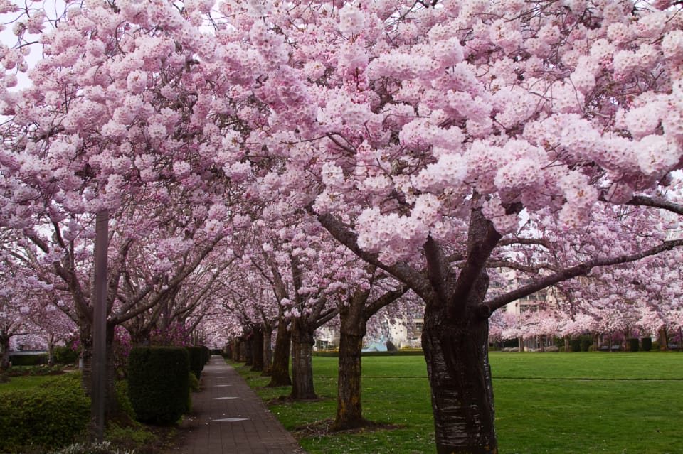 Blühende Kirschbäume an einem Weg im Frühling